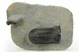 Morocconites Trilobite Fossil With Gerastos - Ofaten, Morocco #310632-1